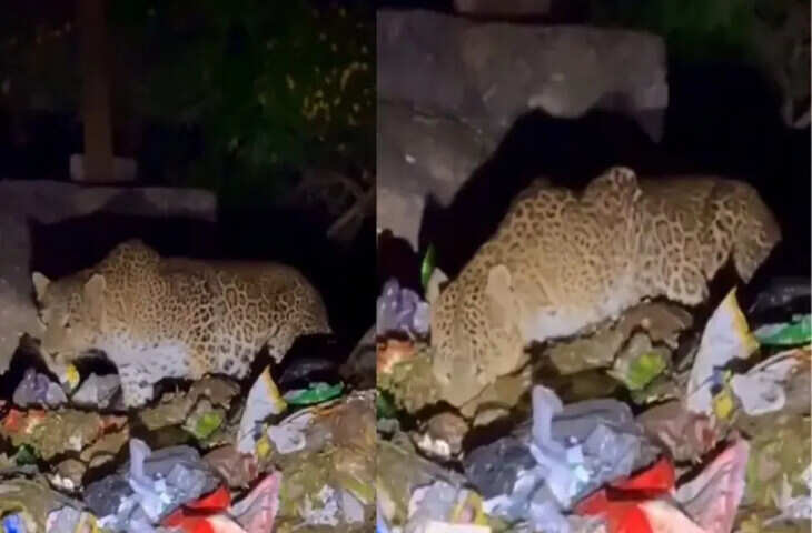 राजस्थान के माउंट आबू में कचरे में खाना तलाशता दिखा तेंदुआ, खूंखार शिकारी की हालत का वीडियो देखकर अंदर तक हिल जाएंगे