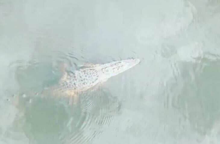 इसे कहते हैं मौत को मुंह चिढ़ाना, पानी में शांत बैठे मगरमच्छ की पूंछ पकड़कर खींचने लगा युवक