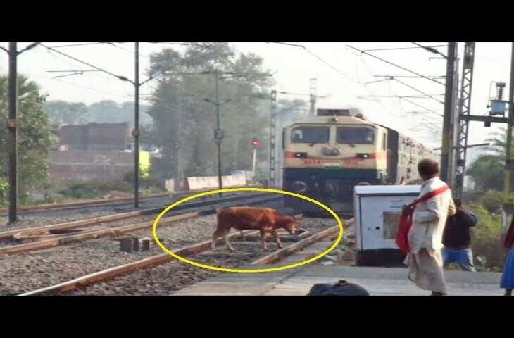 Viral Footage: रेलवे ट्रैक पर फंसी गायों को बचाने अकेले कूद पड़ा युवक, यूजर्स कर रहे तारीफ़&nbsp;