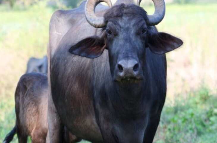 कौन है भैंस का असली मालिक? दो शख्स में हुआ झगडा, थाने में पहुंचा विवाद तो पुलिस ने लगाई ये तरकीब