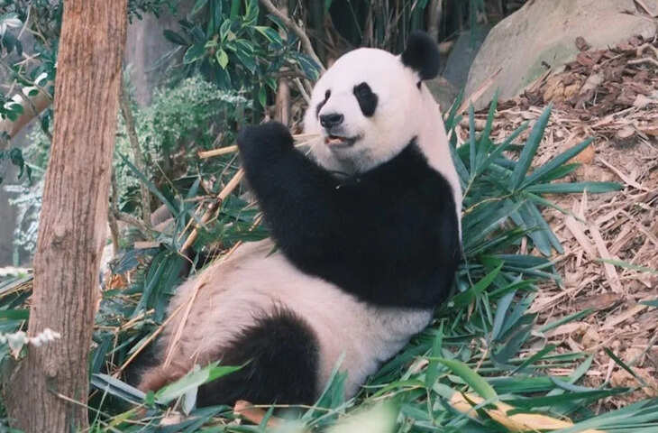 पांडा की दुनिया: नींद और बांस के बीच बीतती अनोखी जिंदगी