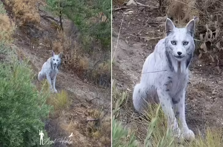 सफेद रंग की खाल, नुकीले कान और शेर जैसी चाल, स्पेन में दिखी दुर्लभ जंगली बिल्ली के वीडियो ने दुनिया को चौंकाया