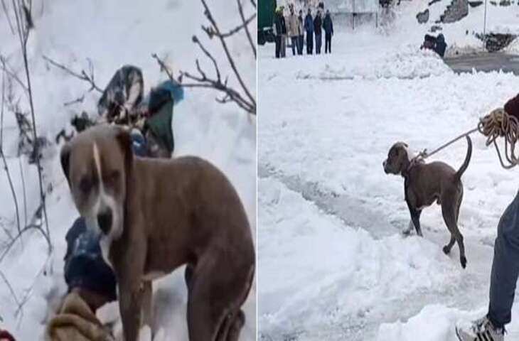 वफादारी की मिसाल: मालिक की मौत के बाद 4 दिन तक ठंड में शव के पास डटा रहा कुत्ता, वीडियो जीत लेगा दिल ​​​​​​​