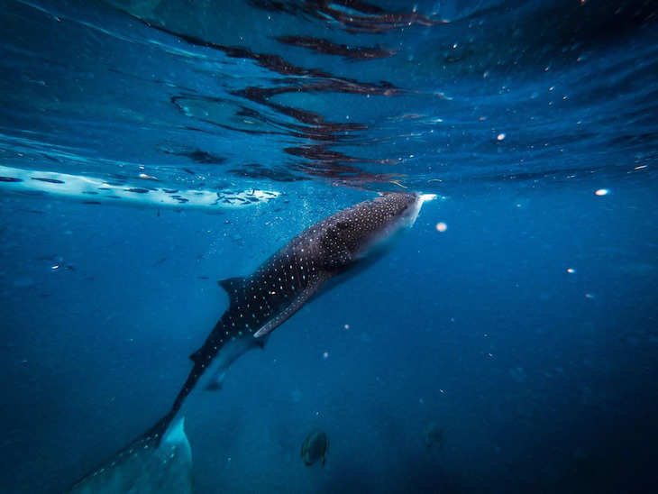 ये हैं दुनिया की सबसे बड़ी मछली, जो व्हेल और शार्क का भी कर सकती हें खात्मा, होते हैं 3000 दांत, जानिए !