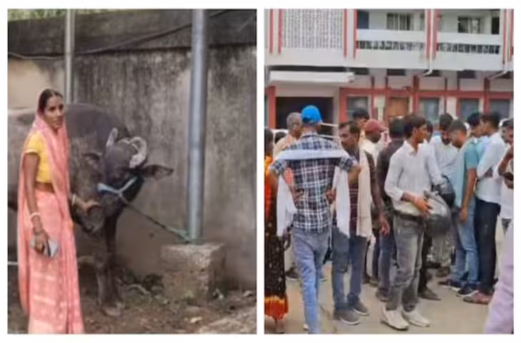 मालिक कौन? एक भैंस पर दो दावेदार, अब DNA टेस्ट करेगा फैसला