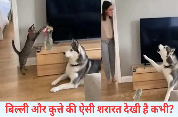 बिल्ली ने कुत्ते के साथ की गजब की शरारत, बेचारा फंस गया डॉगी; मजेदार है ये VIDEO