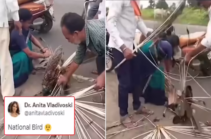 'इंसानियत हुई तार-तार...' हादसे में घायल मोर की मदद की बजाय पंख नोचकर ले गई भीड़, वीडियो वायरल&nbsp;
