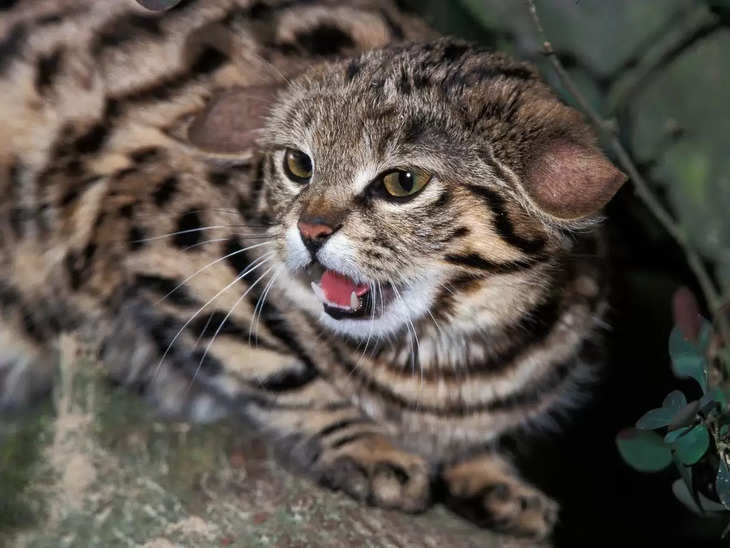 ये है, 'दुनिया की सबसे घातक बिल्ली', शेर-बाघ से भी ज्यादा सफल शिकारी !