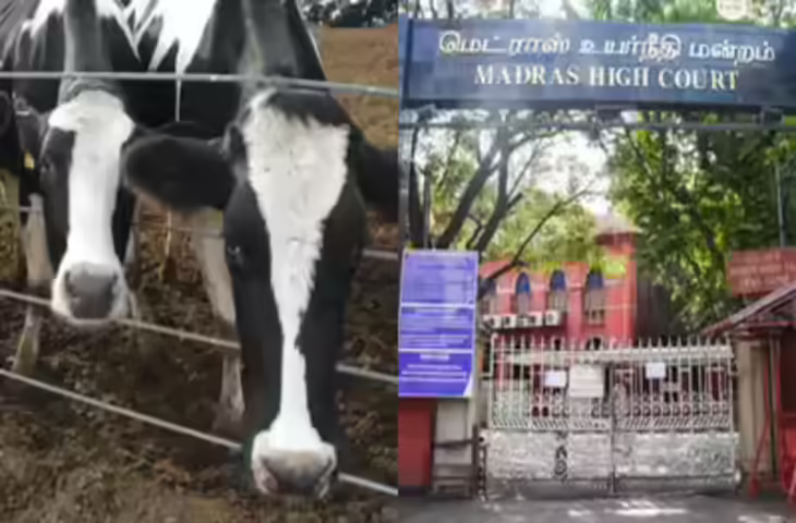 बकरीद से पहले मद्रास हाईकोर्ट का बड़ा आदेश, तमिलनाडु में गाय और बछड़ों की कुर्बानी पर रोक