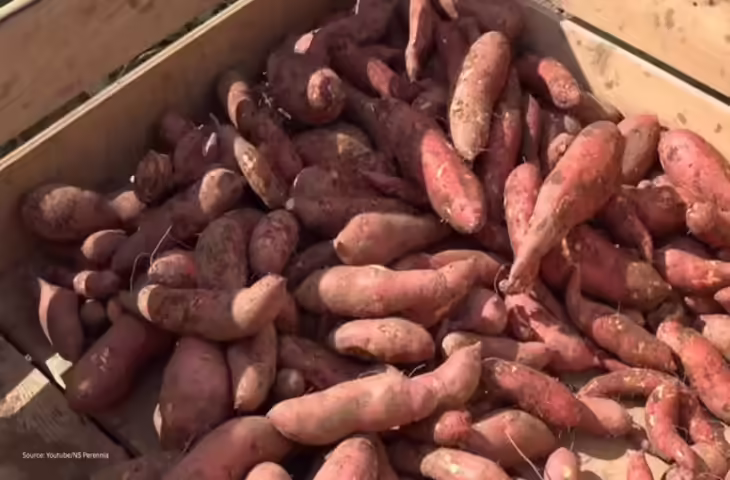 पत्नी को कैंसर था, सब कुछ बिक गया... तभी एक अनजान 'फरिश्ते' ने भिजवाए 50 टन शकरकंद, कहानी पढ़ रोने लगेंगे