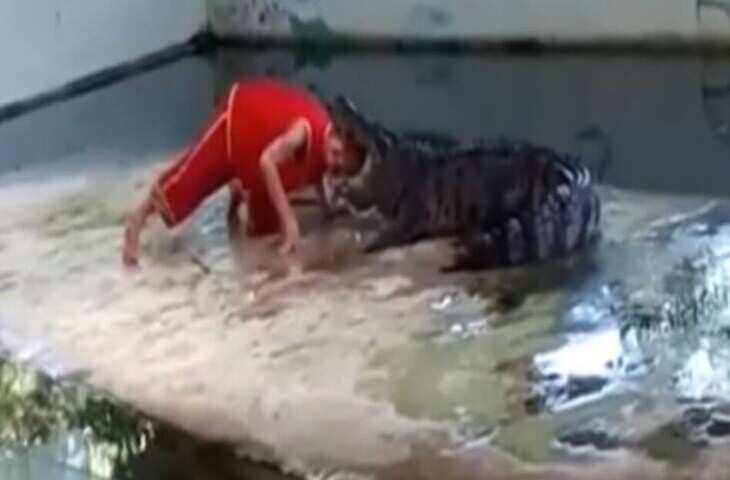 खेल दिखाते दिखाते पानी के दरिन्दे ने दबोचा शख्स का सिर, वायरल क्लिप देख काँप जाएगी रूह&nbsp;