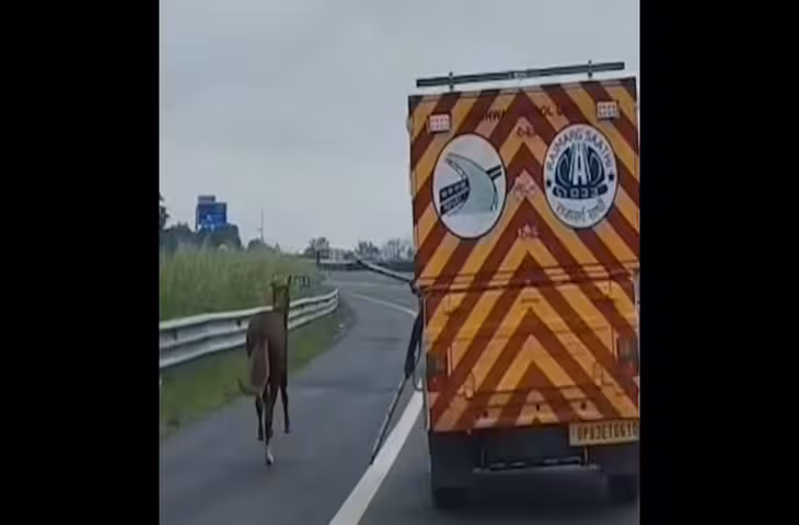 लखनऊ-कानपुर एक्सप्रेसवे पर घोड़े ने मचाया हड़कंप, 7-8 KM तक पीछे भागती रही NHAI टीम