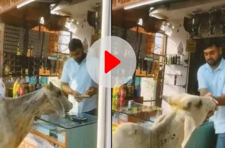 ये गाय खुद जाती हैं लंपी वायरस की दवा लेने मेडिकल स्टोर, वीडियों हुआ वायरल !