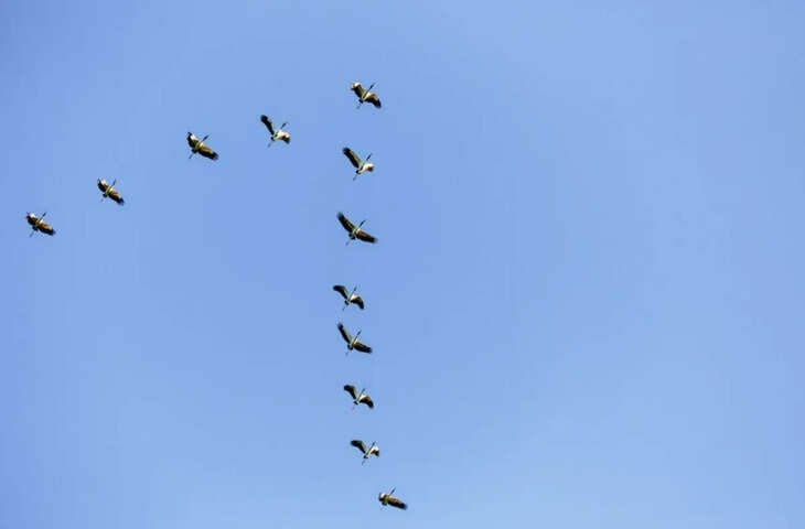 आसमान में पक्षियों का V-शेप उड़ान का रहस्य, विज्ञान बताता है&mdash;ये प्रकृति की अद्भुत ऊर्जा बचाने वाली रणनीति है