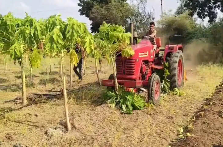सूखे ने तोड़ी किसान की उम्मीद, 3 एकड़ पपीते की फसल पर चला दिया रोटावेटर