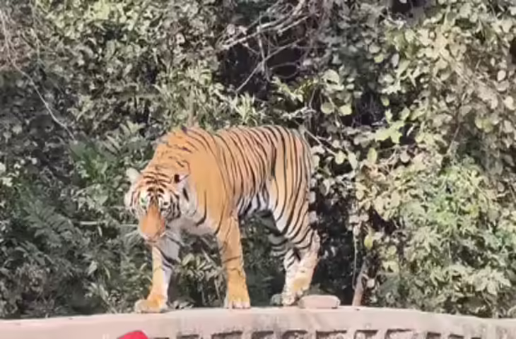 रणथंभौर में त्रिनेत्र गणेश मंदिर मार्ग पर आया बाघ, गा​ड़ियां रोकनी पड़ी, लाइनें लगी, फुटेज में देखें पहाड़ी पर बैठा रहा रिद्धि का शावक