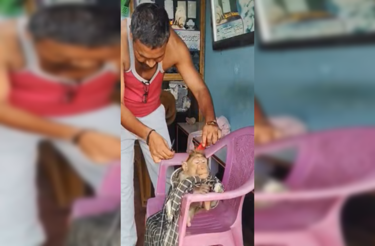 Video Viral: नवाबों जैसी शान में बंदर ने करवाया हेयरकट, एटीट्यूड देख नहीं रुकेगी हंसी&nbsp;