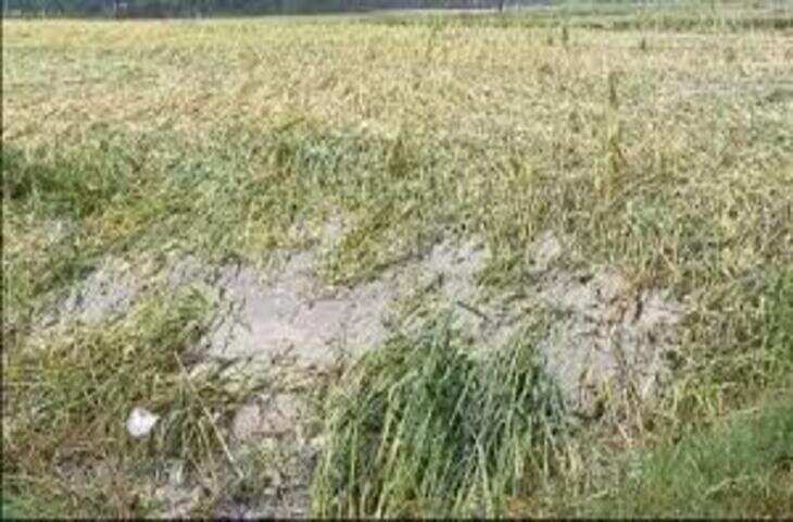 राजस्थान में तेज बारिश और ओलावृष्टि से फसलों को नुकसान, मौसम पर मौसम विभाग की चेतावनी