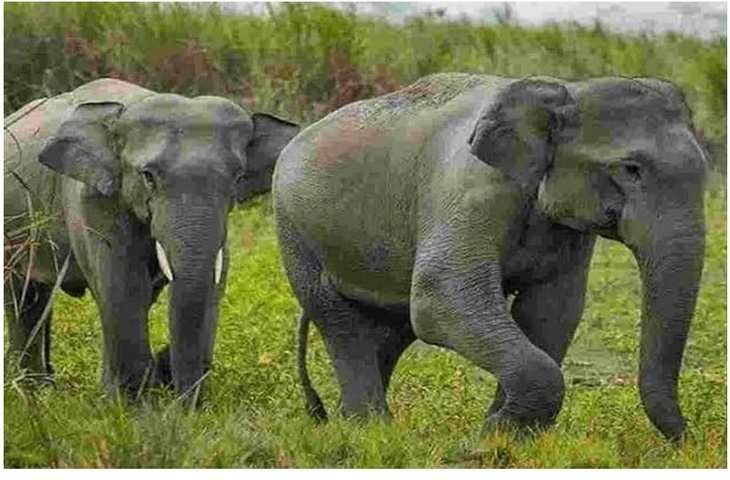 Bilaspur महुआ बीनने गई महिला पर गुस्साए हाथियों ने किया हमला, पैरों से कुचलकर ले ली जान