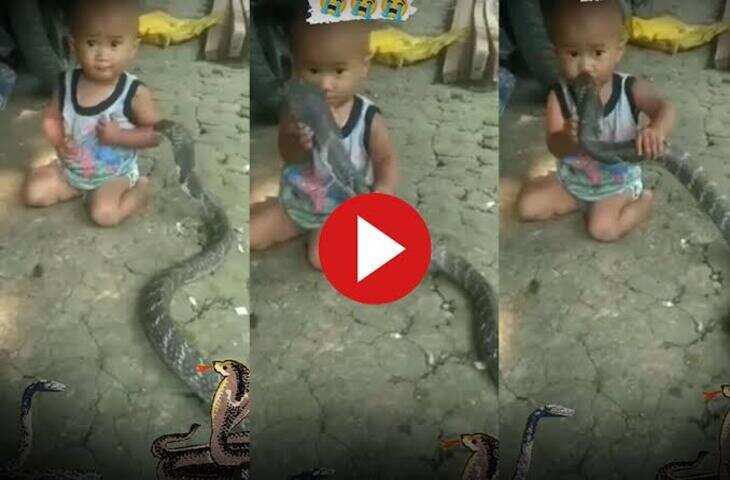 Viral Video: बच्चे ने सांप को खिलौना समझ लिया, हाथ में उठाकर करने लगा खेल; वीडियो देख लोग रह गए दंग