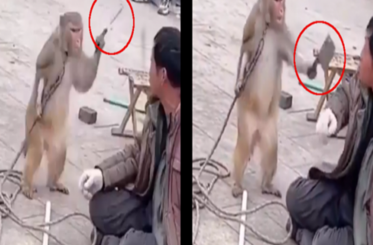खेल दिखाते हुए परेशान हुआ बंदर, चाकू लेकर करने लगा मदारी पर हमला, देखिए फिर क्या हुआ