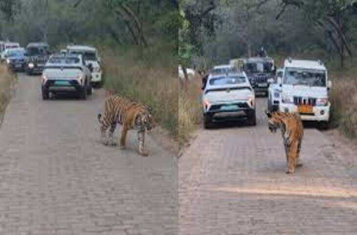 रणथंभौर में टाइगर ने रोका पर्यटकों का रास्ता, वीडियो में देंखे वन विभाग ने की निगरानी