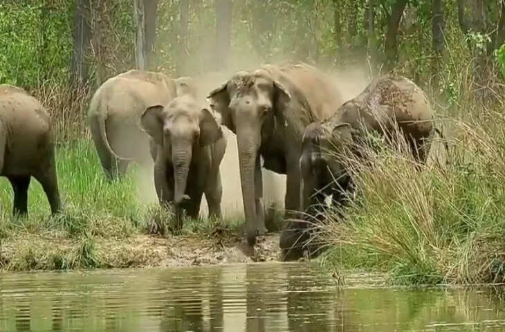 नदी में गिर गया नन्हा हाथी, मदद को यूं दौड़ पड़ा पूरा झुंड; वीडियो देख दंग रह जाएंगे