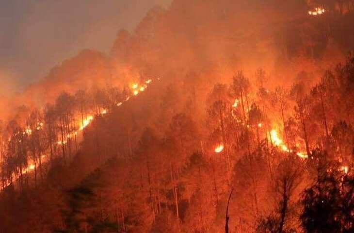 उत्तराखंड में वनाग्नि रोकने पर मिलेगा इनाम: सरकार ने घोषित किए 1 लाख तक के पुरस्कार