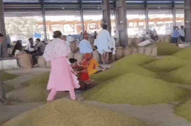 नागौर मंडी में कृषि जिंसों के भाव में मिलाजुला रुख: जीरा, सौंफ और ग्वार के ऊपरी भाव नरम, कुछ फसलों में तेजी