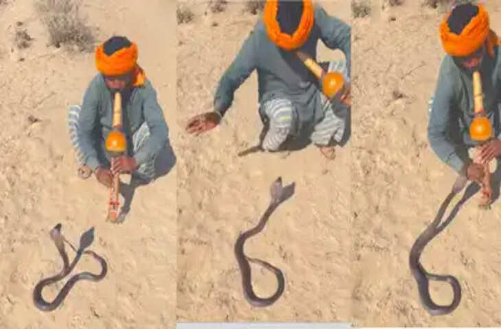 सपेरा और सांप का खतरनाक सामना, बीन बजाते ही सांप ने किया हमला, वीडियो देख लोग हुए हैरान​​​​​​​