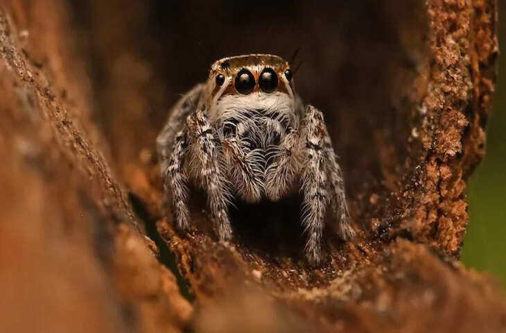 डेजर्ट नेशनल पार्क में मिली नई जंपिंग स्पाइडर &lsquo;मोग्रस शुष्का&rsquo;, वैज्ञानिकों में उत्साह