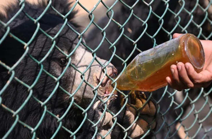 नाहरगढ़ बायोलॉजिकल पार्क में स्पेशल विंटर डाइट, टाइगर-लॉयन के लिए हाई प्रोटीन, भालू को दिया जा रहा एप्पल-शहद