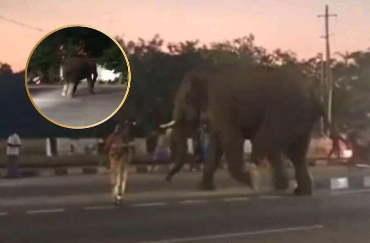 जंगल से शहर में आए हाथियों का वीडियो वायरल, डर के मारे बिजली के खंभे से टकराया स्कूटी सवार
