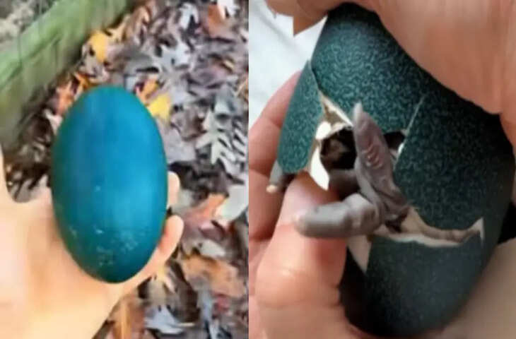 सड़क पर कपल को मिला रहस्यमयी नीला अंडा, Video में देखें कैसे घर लाने के 50 दिन बाद बदल गई पूरी जिंदगी