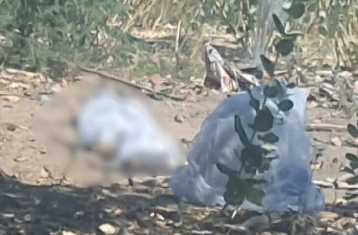 जोधपुर में शव यात्रा पर मधुमक्खियों का हमला, अर्थी छोड़कर भागे लोग, मंदिर में ली शरण