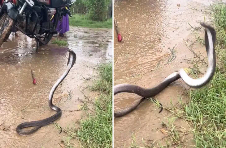 लड़खड़ाते किंग कोबरा का VIDEO वायरल, वीडियो देख लोग बोले - 'लगता है 70 वाला पव्वा मार लिया....'&nbsp;