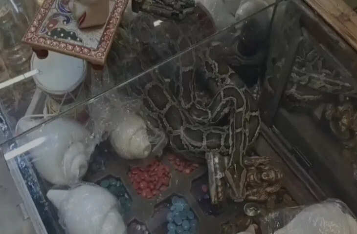  दुकान के काउंटर में घुसकर बैठा अजगर, हैरान कर देगा Video