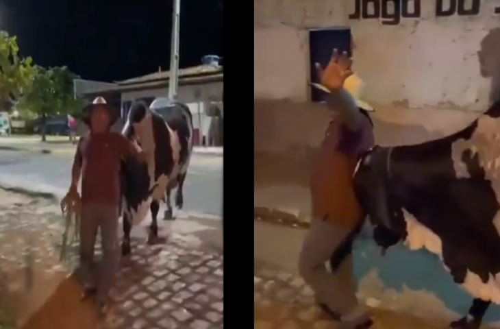 न्यू ईयर पार्टी में शख्स ने पी ली ज्यादा, फिर पालतू बैल ने ऐसे पहुंचाया सुरक्षित घर