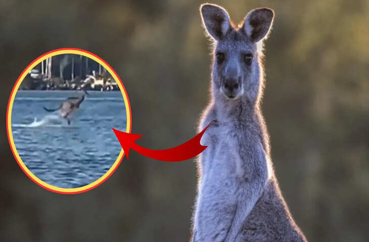 पानी के ऊपर दौड़ता दिखा कंगारू, VIDEO देख लोगों को नहीं हो रहा यकीन