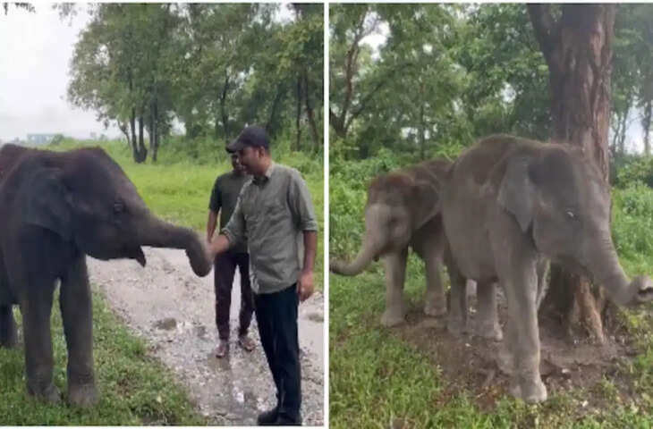 IFS अधिकारी के हाथ में थे फल, हाथियों ने घेर लिया रास्ता! पहले लिया 'टोल टैक्स', फिर जाने दिया