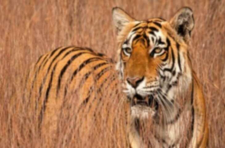 सरिस्का बाघ अभयारण्य में टेरिटोरियल फाइट के दौरान 6 वर्षीय बाघिन की मौत