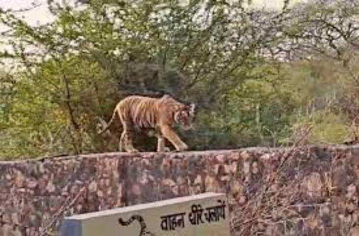 त्रिनेत्र गणेश मंदिर मार्ग पर फिर दिखा बाघ, &lsquo;मलंग&rsquo; की मौजूदगी से दहशत