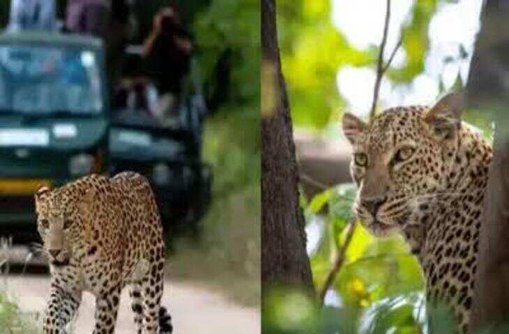 अजमेर में बनेगा लेपर्ड सफारी प्रोजेक्ट, वीडियो में जाने 6 महीने में पर्यटकों को मिलेगी नई सौगात