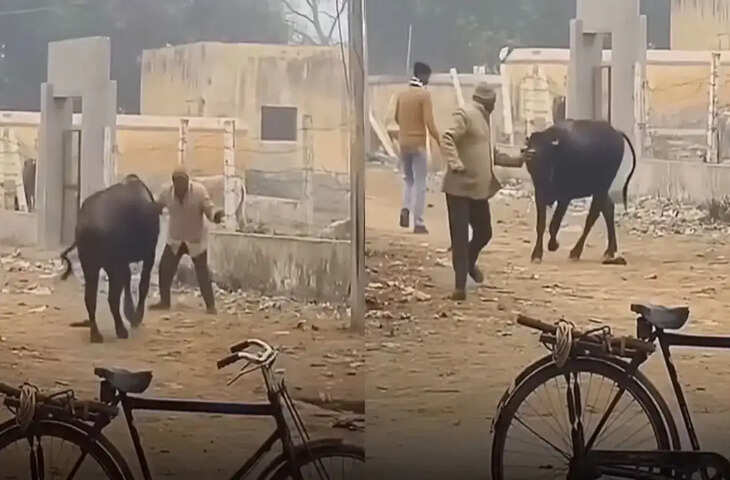Viral Video: भैंस को देख लगा जैसे शख्स का पीछा कर रही हो, असली वजह पता चलते ही लोग हुए भावुक