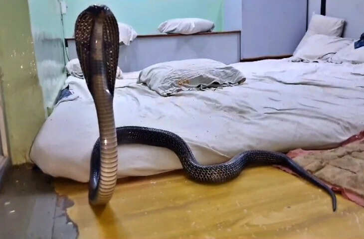 रात के सन्नाटे में खौफनाक मंजर! सोते कपल के बीच बिस्तर पर पहुंचा Cobra, वायरल VIDEO ने उड़ाए होश