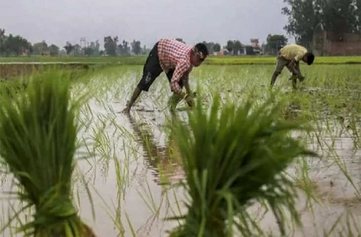 Moradabad आफत: बारिश से 40 फीसदी धान की फसल चौपट