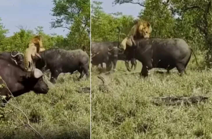 बूढ़े शेर ने भैंसों को दिखानी चाही अपनी ताकत, शिकार के सींग से 2 सेकंड में हिल गया जंगल का किंग