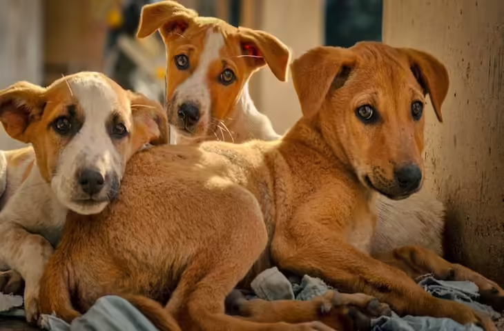 कहीं माइक्रोचिपिंग अनिवार्य, तो कहीं आवारा छोड़ने पर जेल, जाने भारत एम् समस्या बने स्ट्रे डॉग्स को लेकर दुनिया के अन्य देशों में क्या है नियम ?