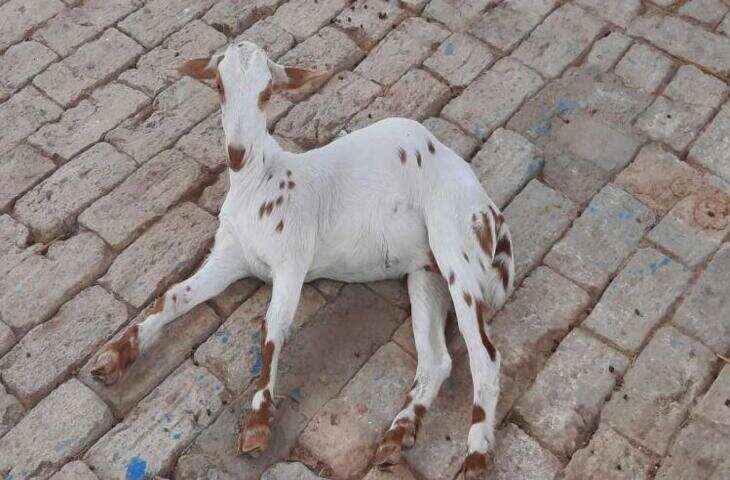 अलवर के मोरेड़ा गांव में करंट से 50 बकरियों की मौत, बिजली तार टूटकर बाड़े में गिरा, पशुपालक को भारी नुकसान