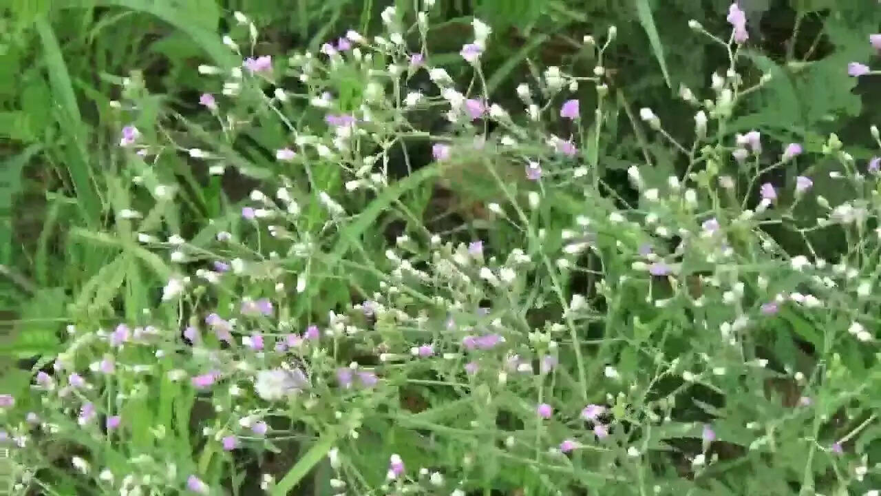 Tricks of this plant will remain wealthy throughout life&nbsp;